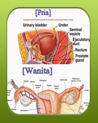 sistem reproduksi pria dan wanita
